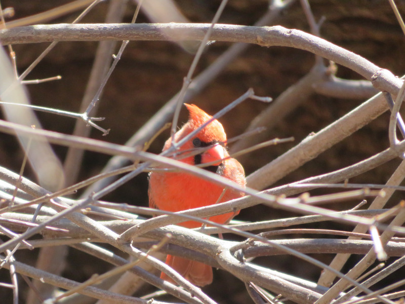 Cardinal in early spring