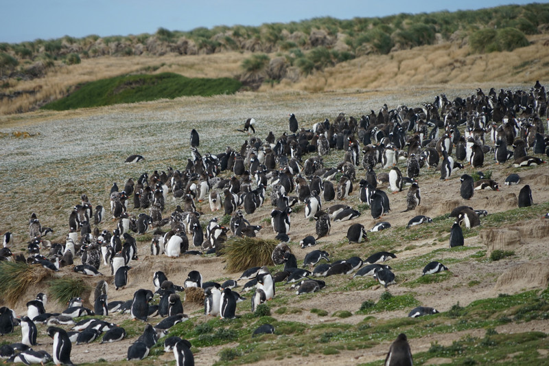 Magellanic and Gentoo penguins