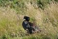 Falklands Steamer Duck
