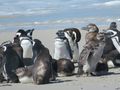 Magellanic  Penguins a Plenty