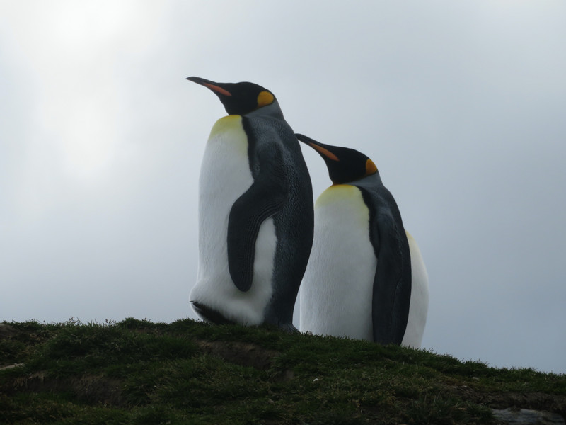Heavenly Penguins