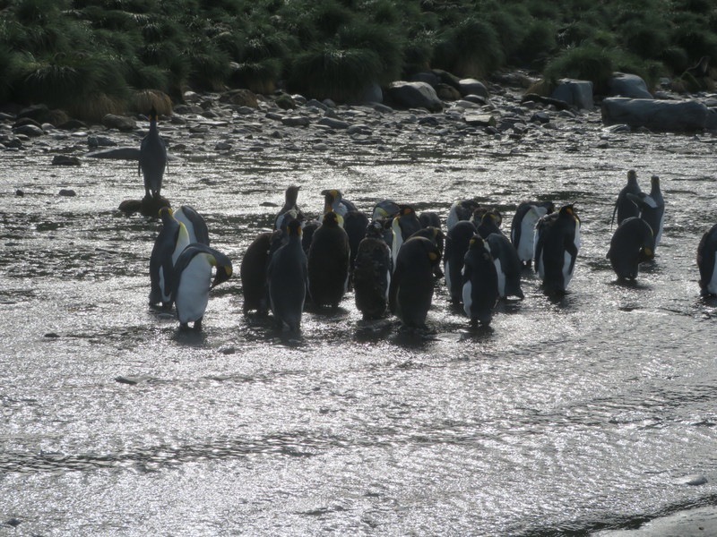 Penguins crossing the River