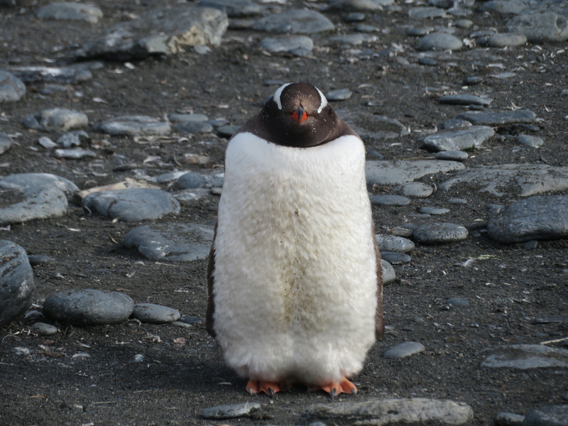 A Gentoo Penguin