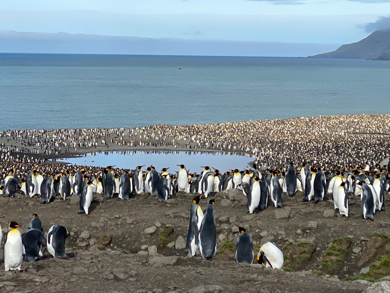 Thousands of King Penguins