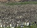 Acres and Acres of Penguins
