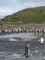 Penguins Abound