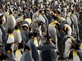 Penguins huddle together