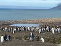 Thousands of King Penguins
