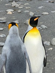 Penguins are beautiful