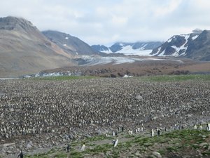 A few more penguins