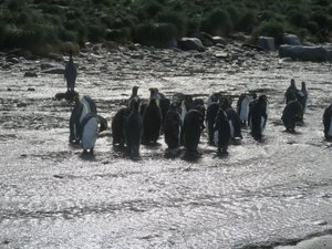 Penguins crossing the River