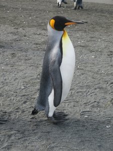 Waddling Penguin