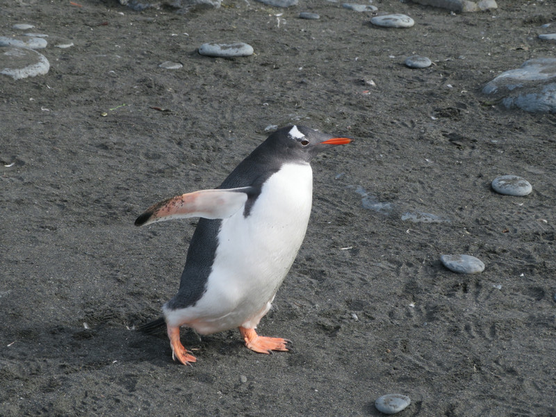 Penguin on the Run