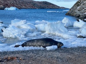 Weddell Seal lounging