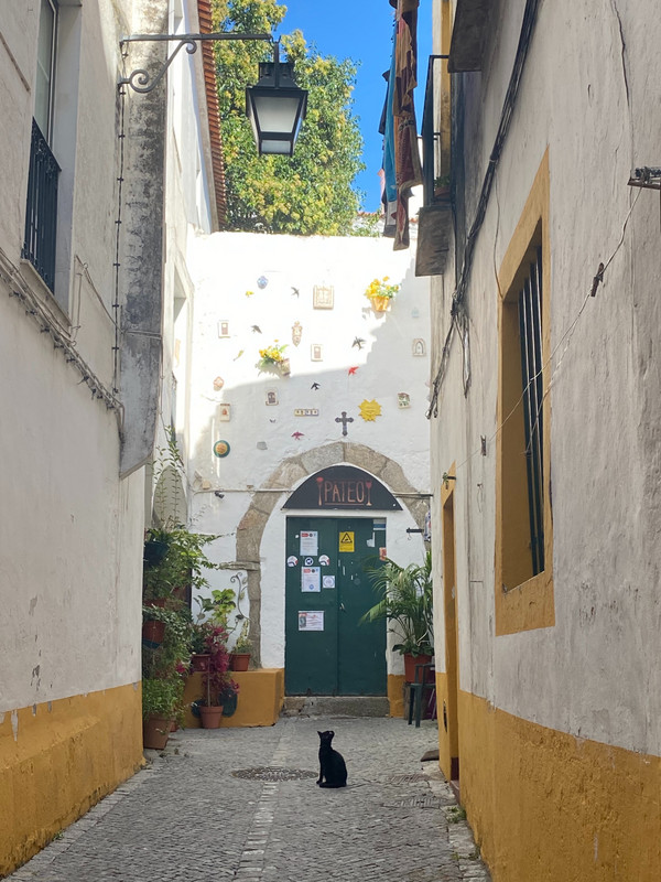Alley Cat Way in Evora
