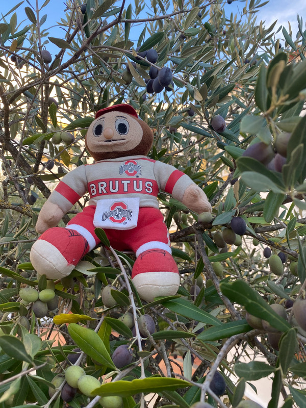 Brutus climbing olive trees!