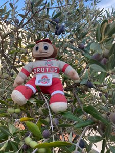 Brutus climbing olive trees!