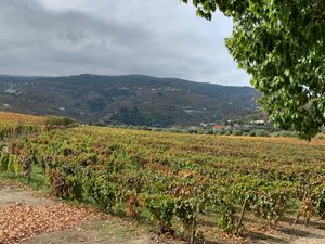 Vineyards are everywhere on the Duoro River