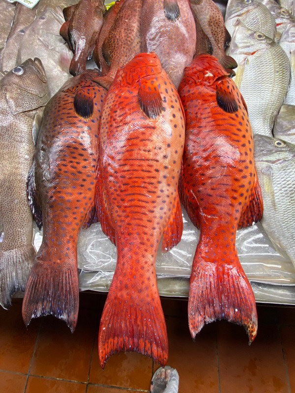 Delightful red fish