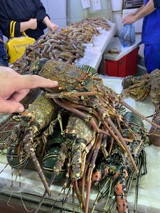 Extremely large lobsters