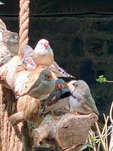 Al Ossia Bird Sanctuary