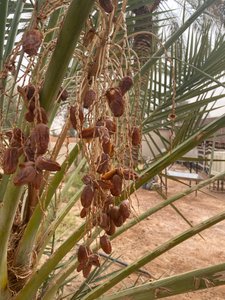 Dates on Palm Trees