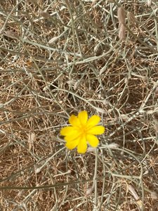 A pop of color in the desert