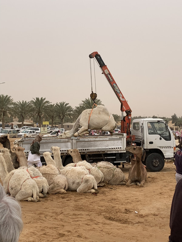 Loading a camel