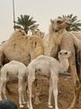 White Camels have a higher value