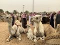 Resting Camels