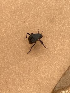 Big Beetles