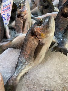 Fresh fish in the market