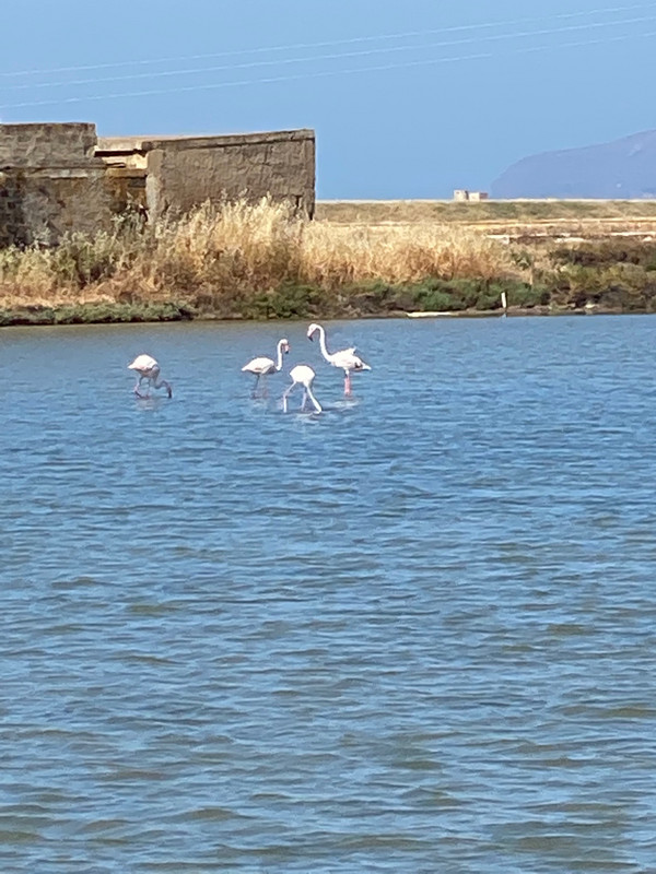 Flamingos in Tripani