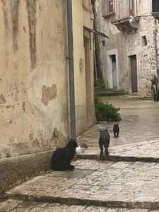 Cats a plenty in Sicily