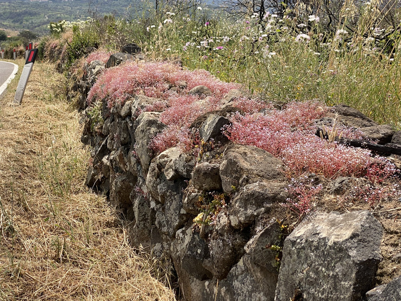 Long stone walls covered in color