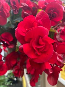 Gorgeous red flowers