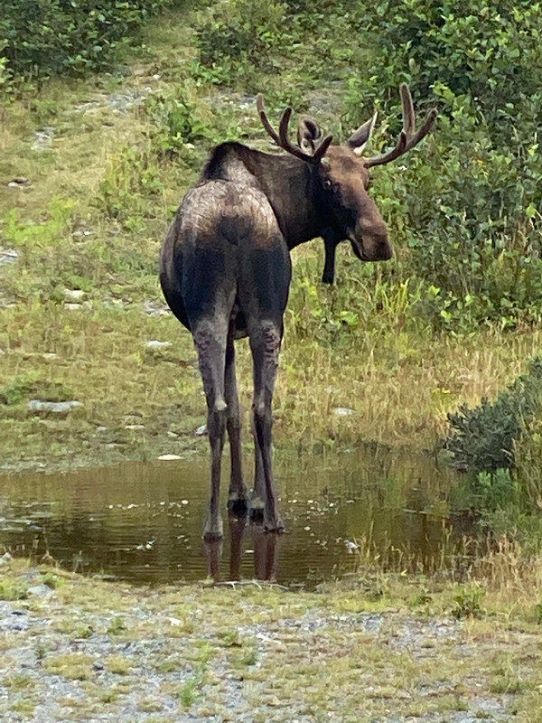 Mr. Moose