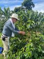 Dave picking coffee beans