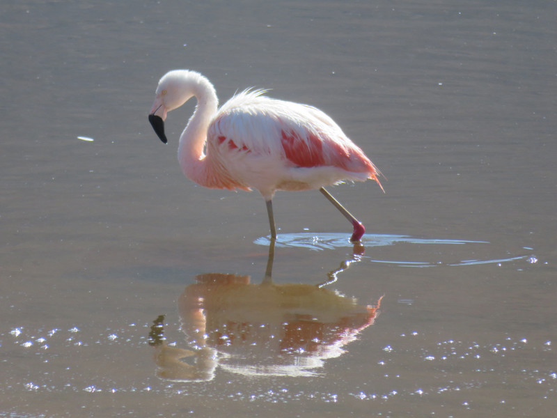 We love Flamingos!