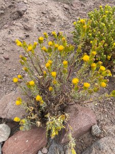 Desert Flowers