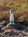 The Blue Footed Boobie
