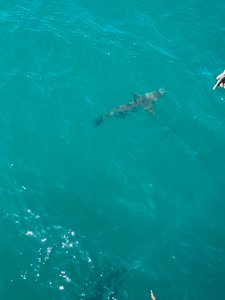 Several sharks were circling our boat on arrival