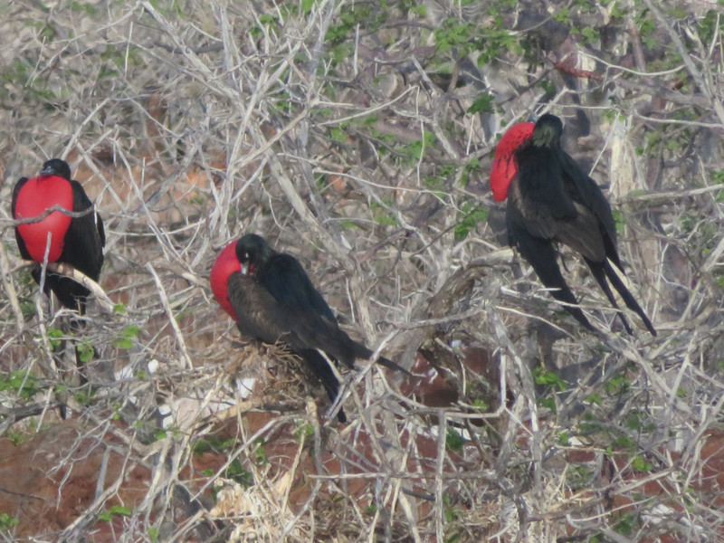 Male frigate birds on the lookout for potential mates