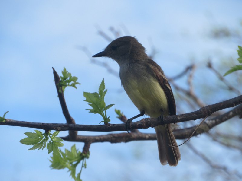 A Darwin Finch
