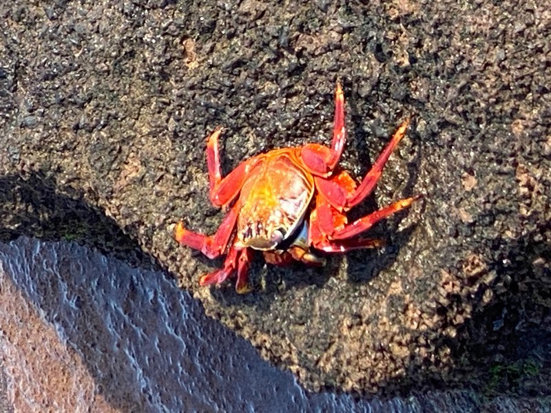 Grapsus grapsus....crab of the Galápagos