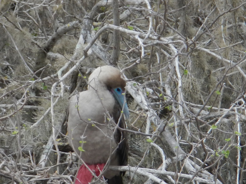 Red footed boobie 