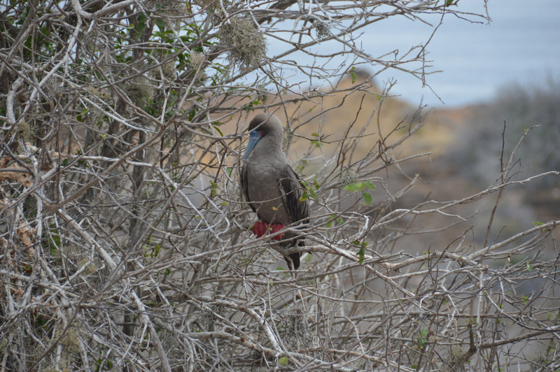 Red footed boobie 