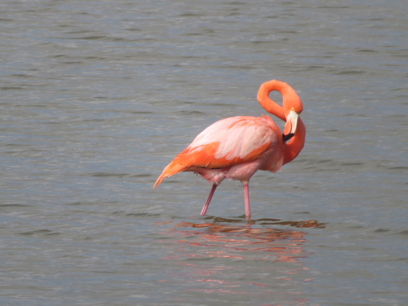 Enchanting Flamingo