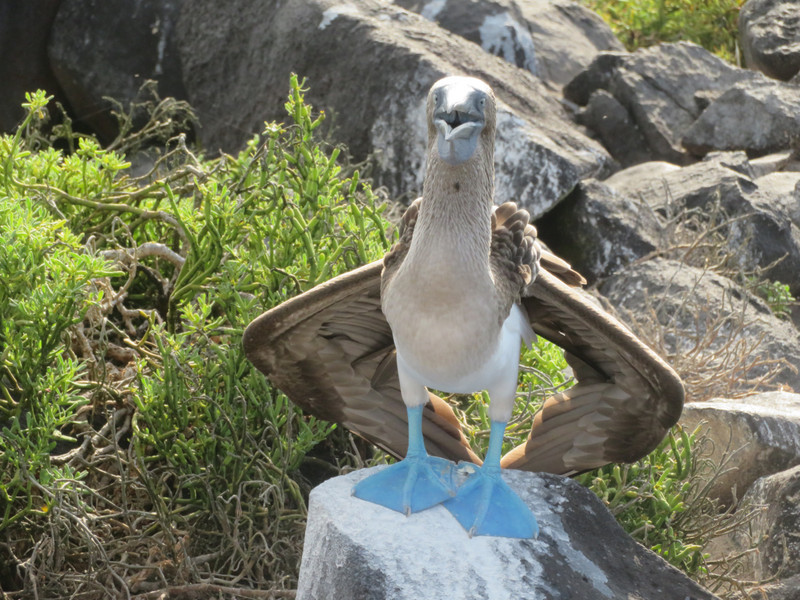 Oh Baby... Blue Footed Boobie