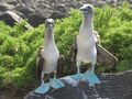 Love the Blue Footed Boobies!